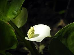 Attēlu rezultāti vaicājumam “Calla palustris flower”