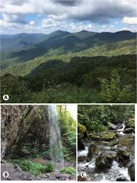 Attēlu rezultāti vaicājumam “Paraleucobryum longifolium sporophyte”