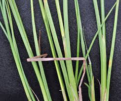 Attēlu rezultāti vaicājumam “Luzula multiflora”