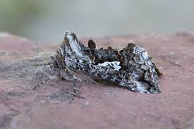 Attēlu rezultāti vaicājumam “Syngrapha interrogationis”