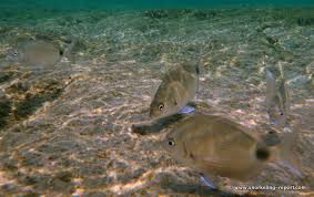 Image result for Diplodus capensis