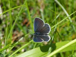 Attēlu rezultāti vaicājumam “Cupido minimus”