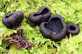 Attēlu rezultāti vaicājumam “Neckera complanata sporophyte”