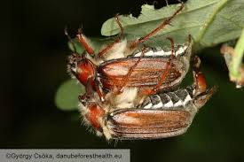 Attēlu rezultāti vaicājumam “Amphimallon solstitiale”