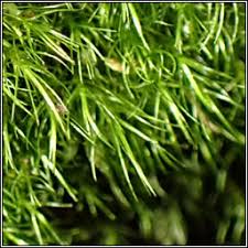 Attēlu rezultāti vaicājumam “Dicranella heteromalla”