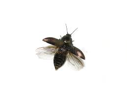 Attēlu rezultāti vaicājumam “Selatosomus aeneus”