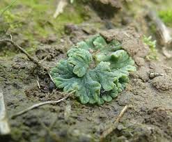 Attēlu rezultāti vaicājumam “Riccia sorocarpa macro”