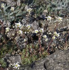 Image result for Steinbrech