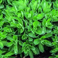 Attēlu rezultāti vaicājumam “Sedum aizoon”