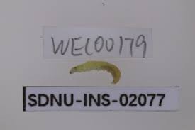 Attēlu rezultāti vaicājumam “Sciota fumella”