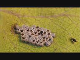 Attēlu rezultāti vaicājumam “Pentatomidae eggs”
