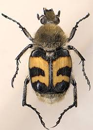 Attēlu rezultāti vaicājumam “Trichius fasciatus”