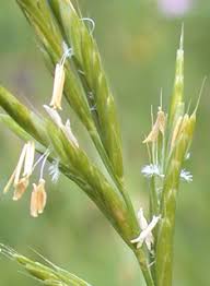 Attēlu rezultāti vaicājumam “Brachypodium sylvaticum flower”
