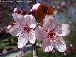 Attēlu rezultāti vaicājumam “Prunus cerasifera”