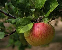 Attēlu rezultāti vaicājumam “Malus domestica fruit”