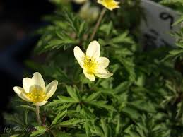 Attēlu rezultāti vaicājumam “Anemone x lipsiensis”