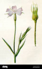 Image result for Kornrade