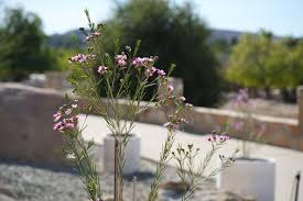 Attēlu rezultāti vaicājumam “Craterium aureonucleatum young”