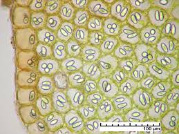 Attēlu rezultāti vaicājumam “Nardia scalaris”