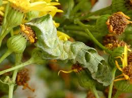 Attēlu rezultāti vaicājumam “Melanchra persicariae larva”