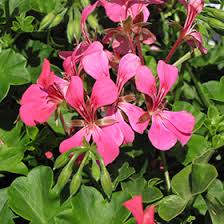 Attēlu rezultāti vaicājumam “Geranium palustre leaf”