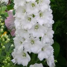 Image result for Consolida ajacis oder Consolida regalis