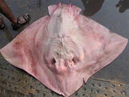 Image result for Megatrygon microps