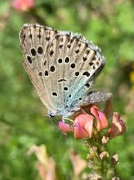 Attēlu rezultāti vaicājumam “Phengaris arion upperside”