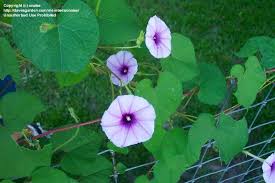 Image result for Ipomoea Lavender