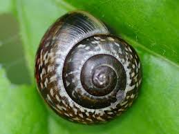 Attēlu rezultāti vaicājumam “Arianta arbustorum”