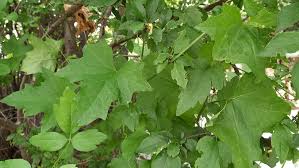 Attēlu rezultāti vaicājumam “Bryonia alba leaf”