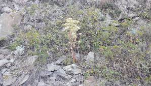 Attēlu rezultāti vaicājumam “Hylotelephium maximum”