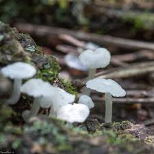 Attēlu rezultāti vaicājumam “Delicatula integrella”