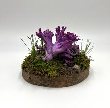 Attēlu rezultāti vaicājumam “Clavaria zollingeri”