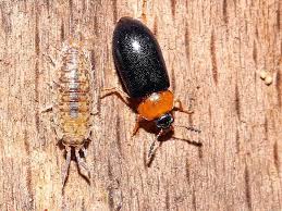 Attēlu rezultāti vaicājumam “Tetratoma fungorum”