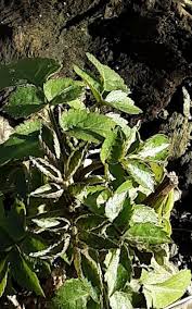 Attēlu rezultāti vaicājumam “Chaerophyllum aromaticum fruit”