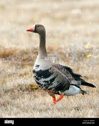 Attēlu rezultāti vaicājumam “Anser albifrons”