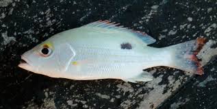 Image result for Lutjanus mahogoni