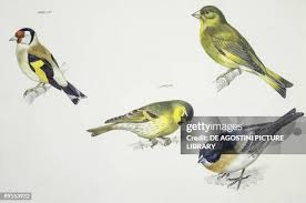 Attēlu rezultāti vaicājumam “Passeriformes”