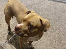 Image result for Banbury Bulldogs