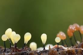 Attēlu rezultāti vaicājumam “Comatricha nigra macro”