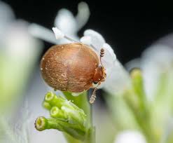 Attēlu rezultāti vaicājumam “Cychramus luteus”