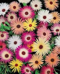 Image result for Mesembryanthemum criniflorum