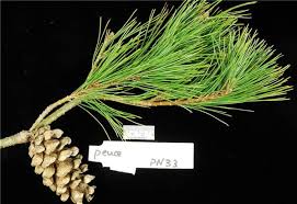 Attēlu rezultāti vaicājumam “Pinus peuce”