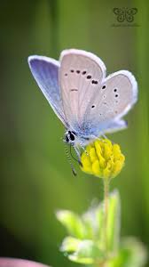 Attēlu rezultāti vaicājumam “Cupido minimus underside”
