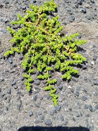 Attēlu rezultāti vaicājumam “Herniaria glabra”