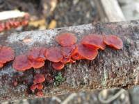 Attēlu rezultāti vaicājumam “Cytidia salicina”