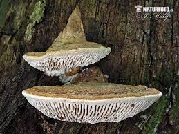 Attēlu rezultāti vaicājumam “Daedalea quercina”