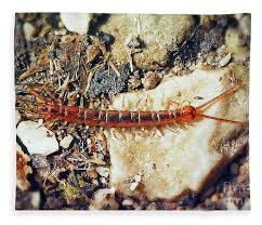 Attēlu rezultāti vaicājumam “Lithobius forficatus”