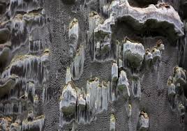 Attēlu rezultāti vaicājumam “Inonotus leporinus”